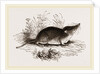 Common Shrew by Anonymous