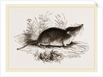 Common Shrew by Anonymous