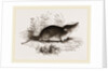 Common Shrew by Anonymous