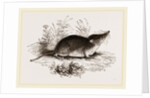 Common Shrew by Anonymous