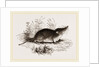 Common Shrew by Anonymous