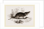 Common Shrew by Anonymous