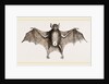 Greater Javelin-Bat by Anonymous