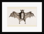Greater Javelin-Bat by Anonymous