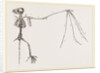 Skeleton of Bat by Anonymous