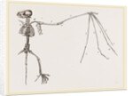 Skeleton of Bat by Anonymous