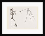 Skeleton of Bat by Anonymous