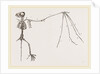 Skeleton of Bat by Anonymous
