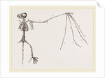 Skeleton of Bat by Anonymous