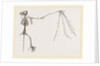 Skeleton of Bat by Anonymous