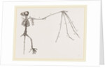 Skeleton of Bat by Anonymous
