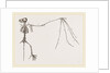 Skeleton of Bat by Anonymous