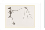 Skeleton of Bat by Anonymous