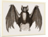 Crenulated Javelin-Bat by Anonymous