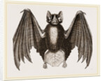 Crenulated Javelin-Bat by Anonymous