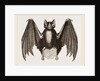 Crenulated Javelin-Bat by Anonymous