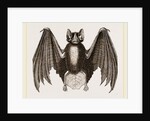 Crenulated Javelin-Bat by Anonymous