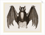 Crenulated Javelin-Bat by Anonymous