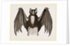 Crenulated Javelin-Bat by Anonymous