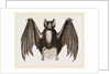 Crenulated Javelin-Bat by Anonymous