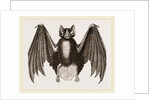 Crenulated Javelin-Bat by Anonymous