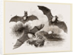 British Bats by Anonymous