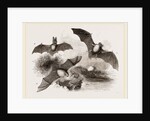 British Bats by Anonymous