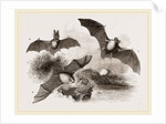 British Bats by Anonymous