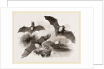 British Bats by Anonymous