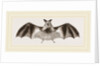 Splendid Horseshoe-Bat by Anonymous