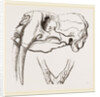 Skull and Lower Jaw of Walrus by Anonymous