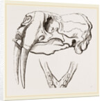 Skull and Lower Jaw of Walrus by Anonymous