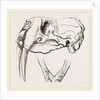 Skull and Lower Jaw of Walrus by Anonymous