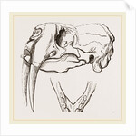 Skull and Lower Jaw of Walrus by Anonymous
