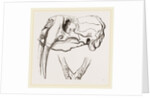 Skull and Lower Jaw of Walrus by Anonymous
