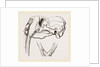 Skull and Lower Jaw of Walrus by Anonymous