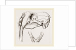 Skull and Lower Jaw of Walrus by Anonymous