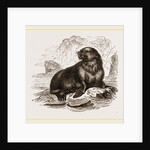 Forster's Sea-Lion by Anonymous