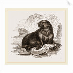 Forster's Sea-Lion by Anonymous