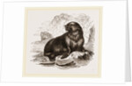 Forster's Sea-Lion by Anonymous