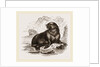 Forster's Sea-Lion by Anonymous