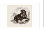 Forster's Sea-Lion by Anonymous