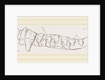 Teeth of Ursine Seal by Anonymous
