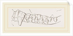 Teeth of Ursine Seal by Anonymous