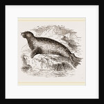 Sea-Leopard by Anonymous