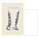 Teeth of Crested Seal by Anonymous