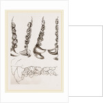 Teeth of Crested Seal by Anonymous