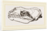Skull of Sea-Leopard by Anonymous