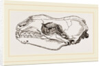 Skull of Sea-Leopard by Anonymous