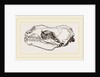 Skull of Sea-Leopard by Anonymous
